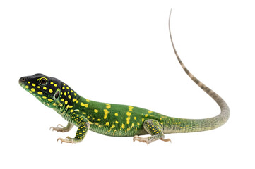 Fototapeta premium Green ameiva lizard with yellow spots on transparent background