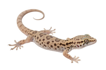 Obraz premium Spotted gecko with curled tail