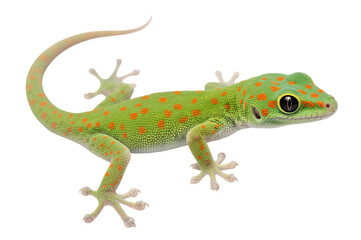 Fototapeta premium Gold dust day gecko with green skin and orange spots