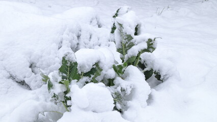 Orto coperto di neve in inverno