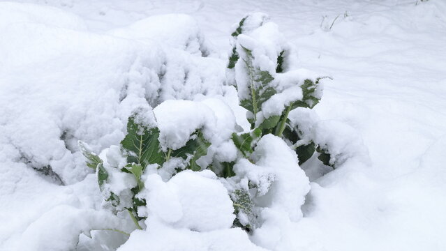 Orto coperto di neve in inverno