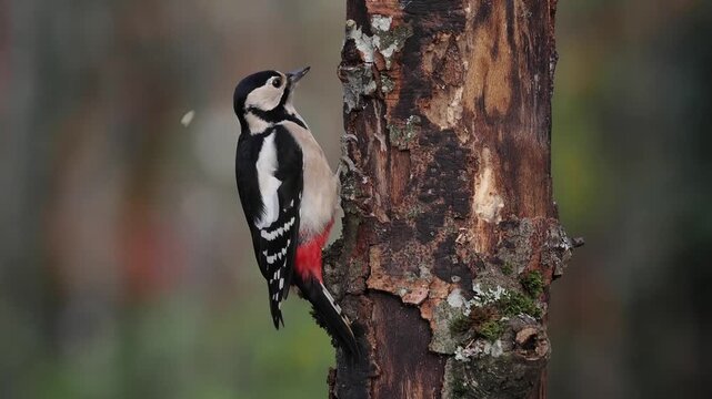 Buntspecht, Great Spotted Woodpecker
