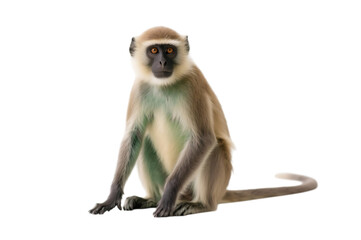 Seated vervet monkey portrait on transparent background