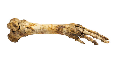 Fototapeta premium Ancient Animal Foot Bone Skeleton Fossil Remains Close Up View isolated on transparent background