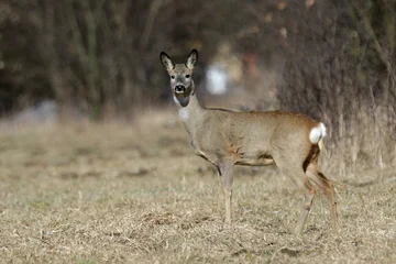 Selbstklebende Fototapeten Rehe roe deer in the field  © Robert