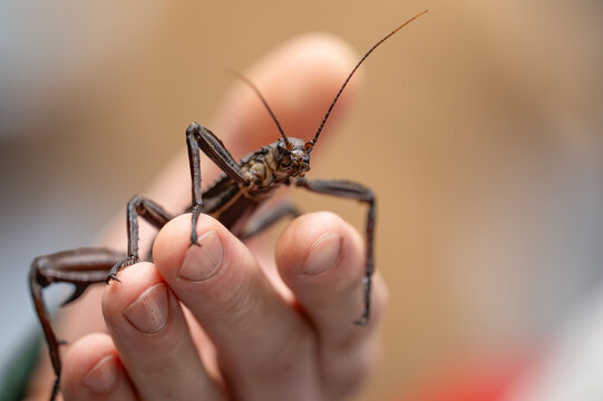 Giant New Guinea Spiny Stick Insect (Eurycantha calcarata) held on a human hand. Exotic pet insect close-up.