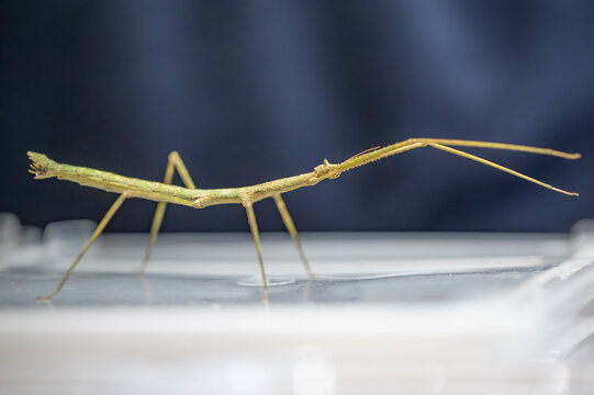 A Vietnamese Stick Insect (Medauroidea extradentata) walking on a white surface. Close-up of a green phasmid showing its thin, twig-like body.