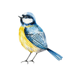 Fototapeta premium Eurasian blue tit perche. Watercolor titmouse, Parus major bird hand drawn illustration isolated on background, transparent png. Botanical and wedding clip art. For greeting card, wallpaper, wrapping