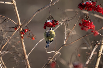 Eurasian Blue Tit (Cyanistes caeruleus) hanging upside down while feeding on red rowan berries covered in snow during winter. © Robert