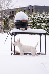 White Bull Terrier dog explores snowy backyard with a covered grill and evergreen trees in the background, showcasing winter scenery and outdoor playfulness with copy space