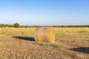 Fototapeta premium Large round hay bale in a rural field at golden hour, surrounded by green grass and distant bales. Warm natural light highlights textures, agriculture, farming, and peaceful countryside life.