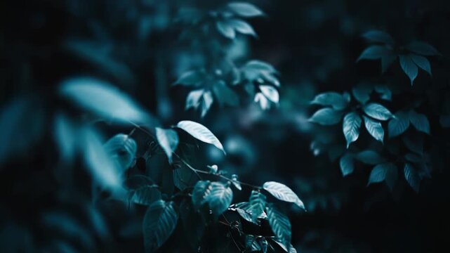 Dark teal leaves extend from a branch, creating a mysterious pattern against a blurred, deep blue background, conveying a tranquil and organic nocturnal atmosphere