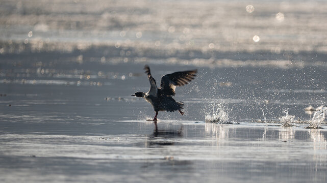 Merganser (male) taking off from the water surface with dramatic splashes and bokeh background