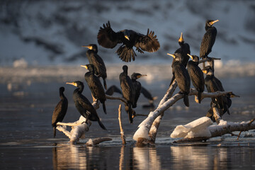 A flock of cormorants on the Vistula River in winter