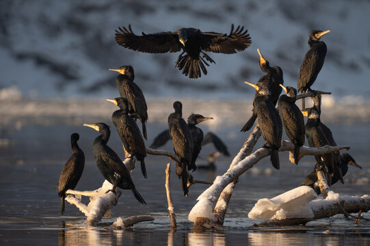 A flock of cormorants on the Vistula River in winter
