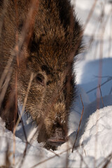 Wild boar in the forest in winter