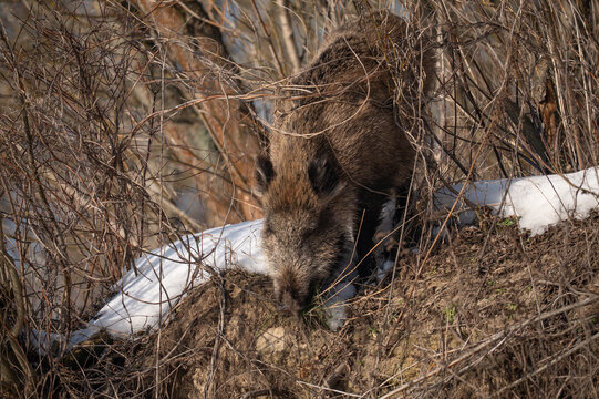 Wild boar in the forest in winter