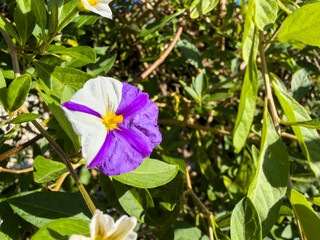 Blue purple and white Solanum rantonnetii flower and green leaves, closeup. Potato bush or Lycianthes rantonnetii plant