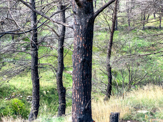 Obraz premium Burnt trees after wildfire in forest, Penteli mountain Attica Greece. Charred trunks over dry grass, close up view