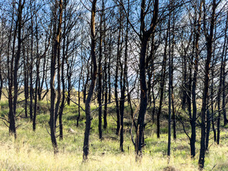 Obraz premium Burnt trees after wildfire in Attica woodland under cloudy blue sky, Greece. Charred trunks over dry grass and low hills