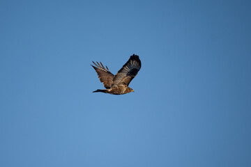 Fototapeta premium White-tailed Eagle (Haliaeetus albicilla) soaring in a clear blue sky.