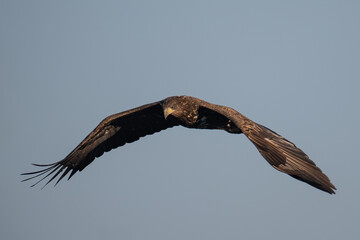 White-tailed Eagle (Haliaeetus albicilla) soaring in a clear blue sky.