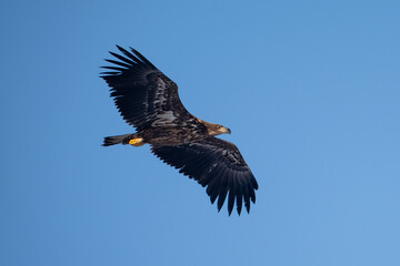Fototapeta premium A white-tailed eagle in flight against a blue sky