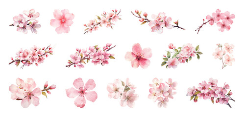 PNG Delicate watercolor cherry blossoms, transparent background