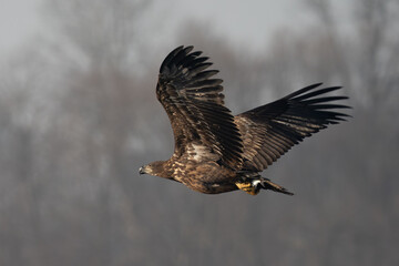 Obraz premium White-tailed eagle in flight 