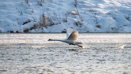 swan in flight, winter landscape, 