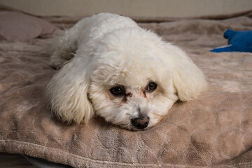 Small white dog resting on cozy bed