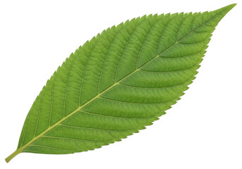 Obraz premium Single green leaf on white background isolated on transparent background