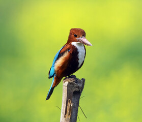 White-throated Kingfisher Perched on Wooden Post with Green Background