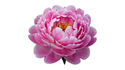 Naklejka premium Beautiful vibrant pink peony flower, delicate petals, blooming in spring, isolated on transparent background
