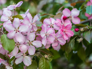 Obraz premium Fresh pink flowers of a blossoming apple tree with blured background