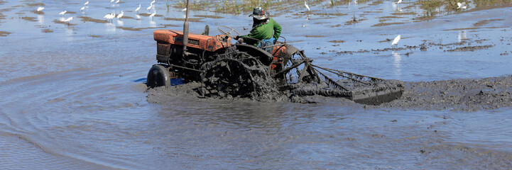 Farmer driving a tractor plowing a muddy rice paddy. Rural Asian agriculture, soil preparation in flooded fields, traditional farming outdoors