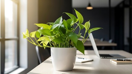 Potted green plant on office desk with laptop and notebook near sunny window