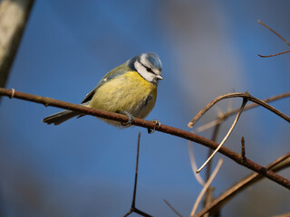 Blaumeise, Cyanistes caeruleus
