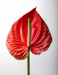Vibrant Anthurium plant displayed on a clean, shadow-free white background, showcasing its glossy leaves and striking heart-shaped flowers with a modern, elegant look.