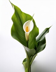 Elegant calla lily (Zantedeschia) displayed on a clean, shadow-free white background, emphasizing its smooth curves, pure form, and timeless, modern beauty.