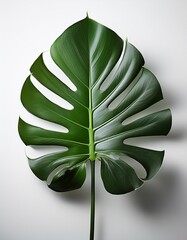 Striking Monstera plant displayed on a clean, shadow-free white background, emphasizing its large split leaves, bold structure, and iconic modern tropical style.