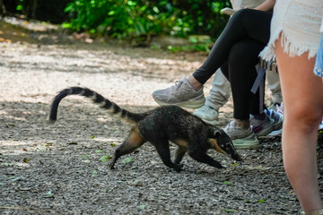 Obraz premium Wild Coati in Iguazu falls attacking tourist bag for food