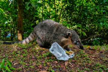 Obraz premium Wild Coati in Iguazu falls attacking tourist bag for food