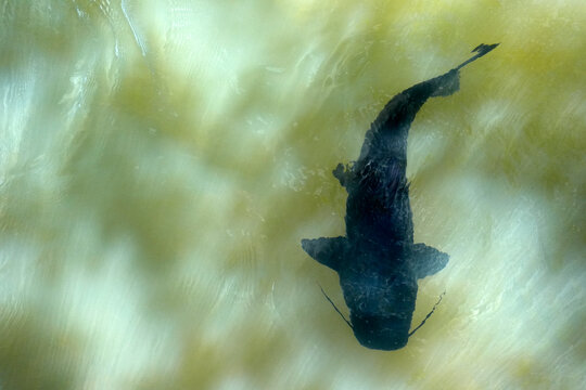 catfish in iguazu river falls