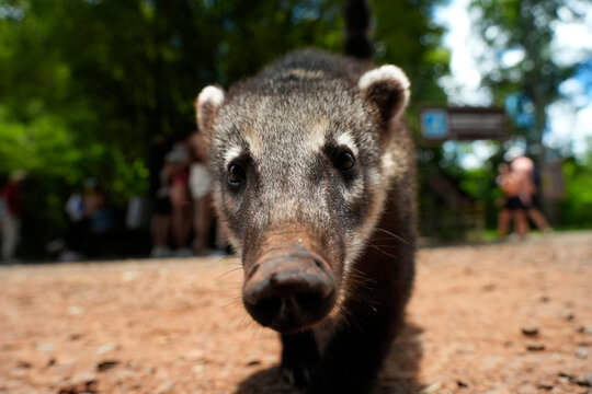 Close up of Wild Coati in Iguazu falls