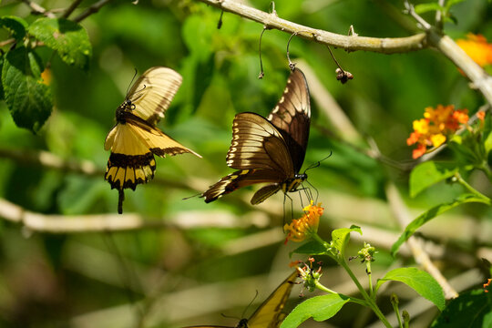 Papilio thoas Battus polydamas butterfly in rainforest