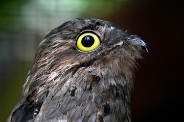 Obraz premium common potoo bird close up