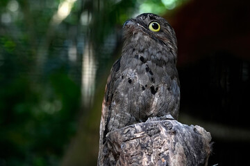 Obraz premium common potoo bird close up