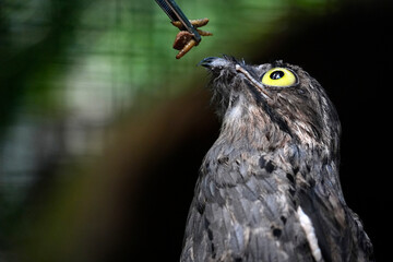 Obraz premium common potoo bird close up being feeded