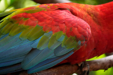 Obraz premium detail of ara ara coloful parrot bird
